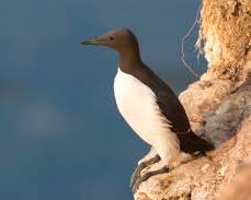 Hình ảnh về Guillemot bird