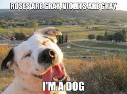 Image result for Animal Meme