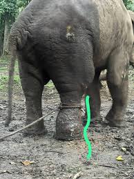 Why elephants suffer in Karnataka camps?