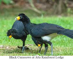 Image result for guyana picture gallery