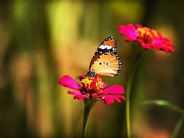 Resultado de imagen para flores bonitas