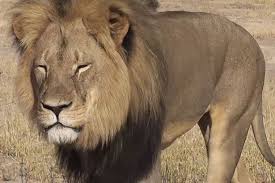 Image result for cecil lion