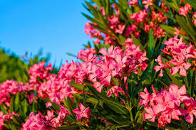 News source: Modes et travaux