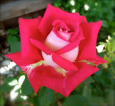 Image result for roses in bloom