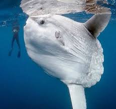 Image result for mola mola fish fun facts