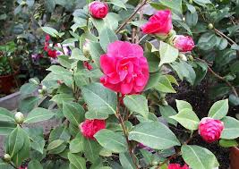 bilder und notizen]: Camellia Japonica Margaret Wells - camellia-japonica-margaret-wells