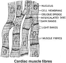 Image result for difference between striated ,unstriated and cardiac muscles