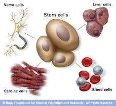 Image result for images for types of cells