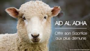 Résultat de recherche d'images pour "mouton aid adha 2016"