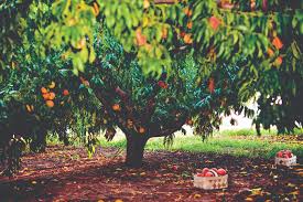 Image result for bella georgia peach tree