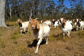Image result for GOAT