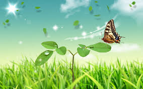 Image result for animated butterflies wallpaper