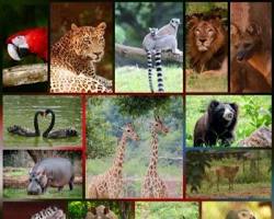 Indira Gandhi Zoological Park in Visakhapatnam, Andhra Pradesh