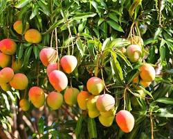 صورة Mango plant