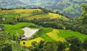 Kết quả hình ảnh cho hình ảnh lúa nương và thiếu nữ