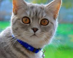 cat wearing a safe collarの画像
