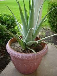  فوائد الصبار:aloe vera -(لا لويفيرا)النبتة المعجزة Images?q=tbn:ANd9GcQvrgfMd2UvJLL_T_UyfKSJgnkIllgPFNFuL74Edk0lmc_ZANI_WA