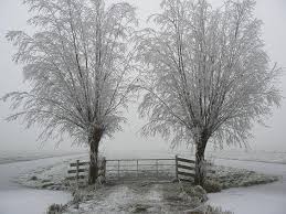 Afbeeldingsresultaat voor winter bomen