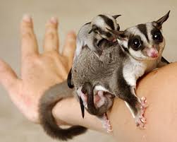 Hasil gambar untuk sugar glider