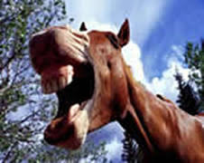 Image result for HORSE