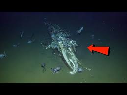 Deep Blue Discovery | Episode 12 | The Finale - YouTube