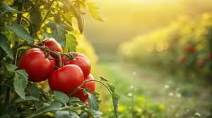 Plantez vos tomates avant cette date, vous obtiendrez une cascade de fruits bien avant tout le monde