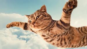 Image result for funny cats