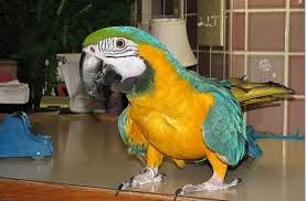 Image result for baby macaw parrot for sale