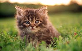 Image result for cute kitten free