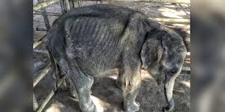 Starving Elephant Orphan In Myanmar Needs Milk Donations ...