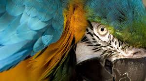 Image result for macaw parrot hd