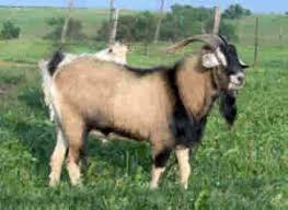 Image result for GOAT