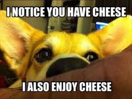 Image result for silly animals