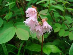 Image result for Shortia soldanelloides
  ( Fringed Galax )