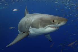 Image result for great white shark
