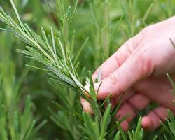 Image of رزماری برای بهبود حافظه