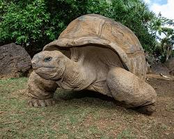 Tartaruga-gigante-de-Aldabra