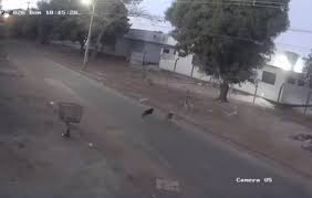 VÍDEO: Dois pitbulls atacam cachorro até a morte no Aureny III e caso é registrado por câmera de segurança