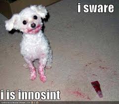 Funny Dog Quotes And Sayings. QuotesGram via Relatably.com