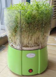 Image result for RAU MẦM CẢI XANH