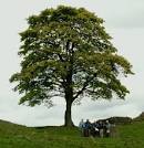 Mustard Tree Creating choice and opportunity for people who are