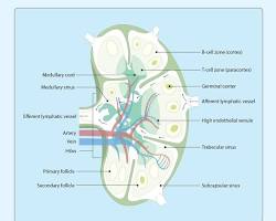 Lymph Node Microanatomy