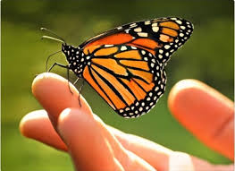 Resultado de imagen de mariposa