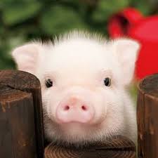 Résultat de recherche d'images pour "bébé cochon tumblr"