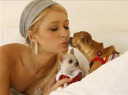 Parid Hilton a récemment confié à une association de défense des animaux que ses chiens « vivent dans leur propre maison, réplique miniature de la sienne. - paris-hilton-and-her-dogs