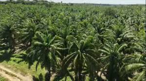 Projeto no Pará revoluciona o cultivo de dendê e eleva produção em até 38%; saiba mais