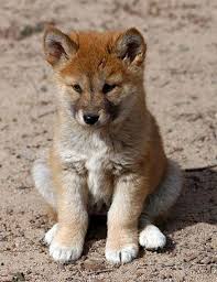 Resultado de imagen para CACHORRO DE LOBO