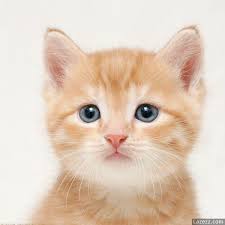 Image result for cute cat images hd