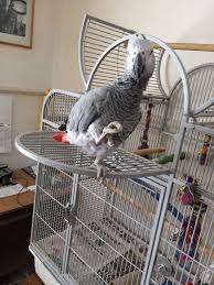 Image result for african grey parrot for sale