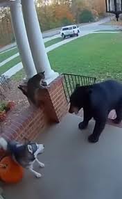 Chó và Gấu Dễ Thương Trên TikTok | TikTok